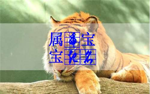 3.虎宝宝女孩的昵称